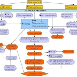 Concept map diabetes type template templates spider pathophysiology flowchart hierarchical