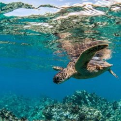 Turtle bay tenerife turtles snorkelling