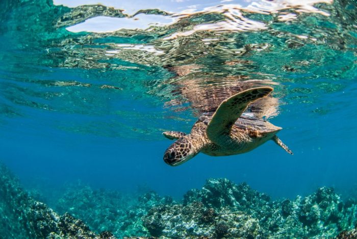 Turtle bay tenerife turtles snorkelling