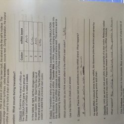 Student exploration rna and protein synthesis gizmo answer key