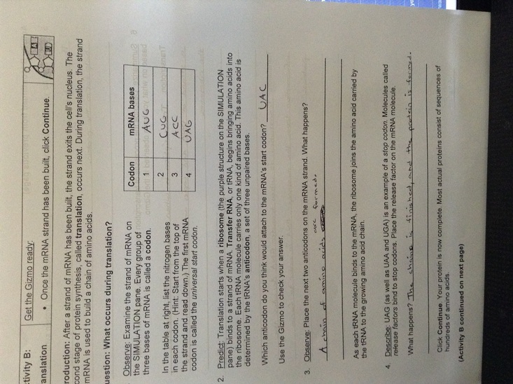 Student exploration rna and protein synthesis gizmo answer key