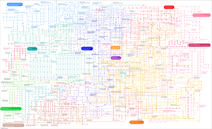 Biochemistry mcat metabolism pathway acids fatty pentose pathways cheat acid helpful phosphate reactions oxidation teaching malestrom beta