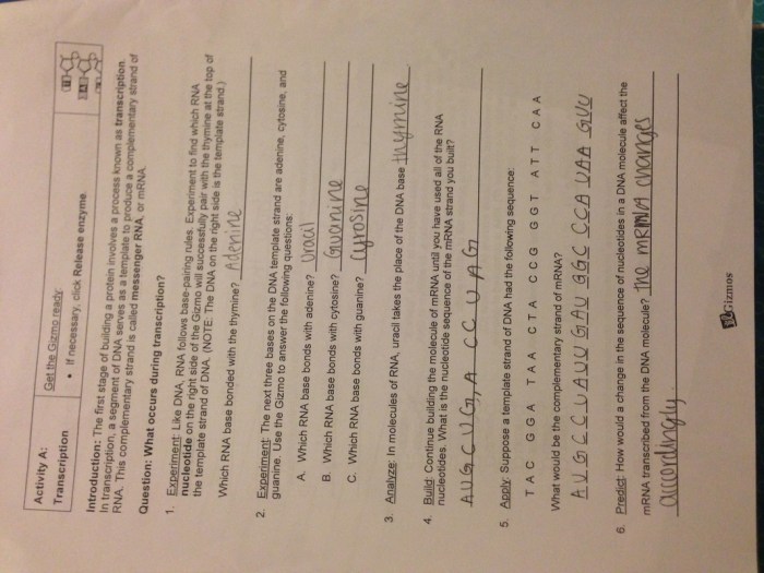 Student exploration rna and protein synthesis gizmo answer key