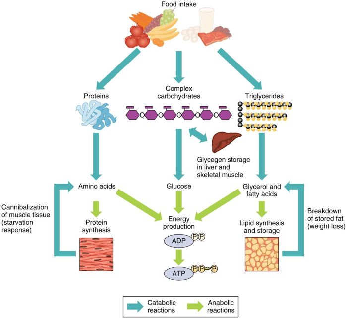 Eating a sweet potato provides energy for human metabolic processes