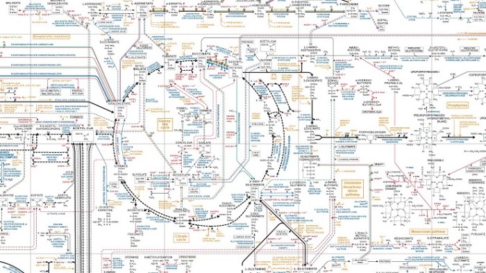 Protein pathways metabolic carbohydrate lipid amino acids into acid cycle proteins figure citric connections respiration alanine cellular cysteine coa acetyl