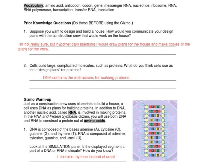 Student exploration rna and protein synthesis gizmo answer key